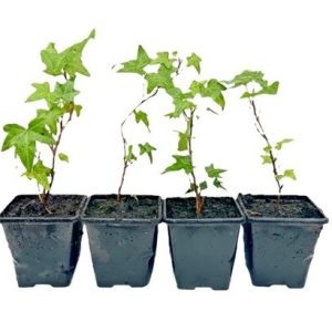 Pack of 4 Young Green Leaves Trailing Ivy Hedera Helix Plant in 7cm pot