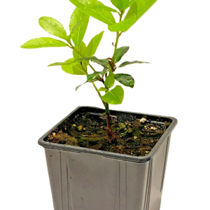Cooking herb Bay Leaf Plant in 11cm pot, Laurus nobilis, Bay tree,