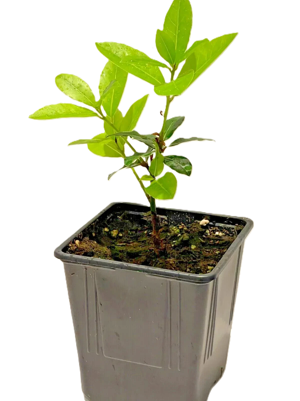 Cooking herb Bay Leaf Plant in 11cm pot, Laurus nobilis, Bay tree,
