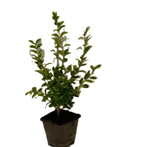 Buxus Sempervirens 7 cm Pots | Evergreen Box Hedging Plants | UK Grown