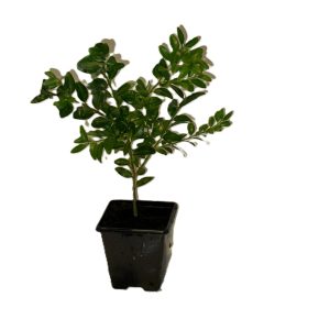 Buxus Sempervirens 7 cm Pots | Evergreen Box Hedging Plants | UK Grown