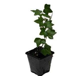 Ivy Green (Hedera helix) 7 cm Pot Outdoor Plant | UK Grown