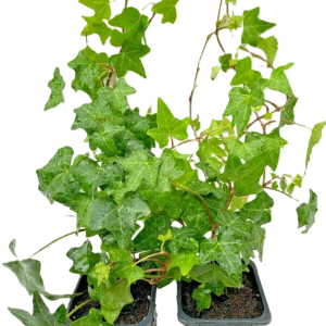 Pack of 2 Green Leaves Trailing Ivy Hedera Helix Plant in 7cm pot
