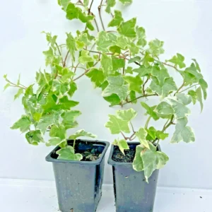 Pack of 2 White-Edged Ivy (Hedera helix) 7 cm Pot Outdoor Plant