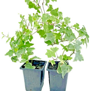 Pack of 2 White-edge Leaves Trailing Ivy Hedera Helix Plant in 7cm pot