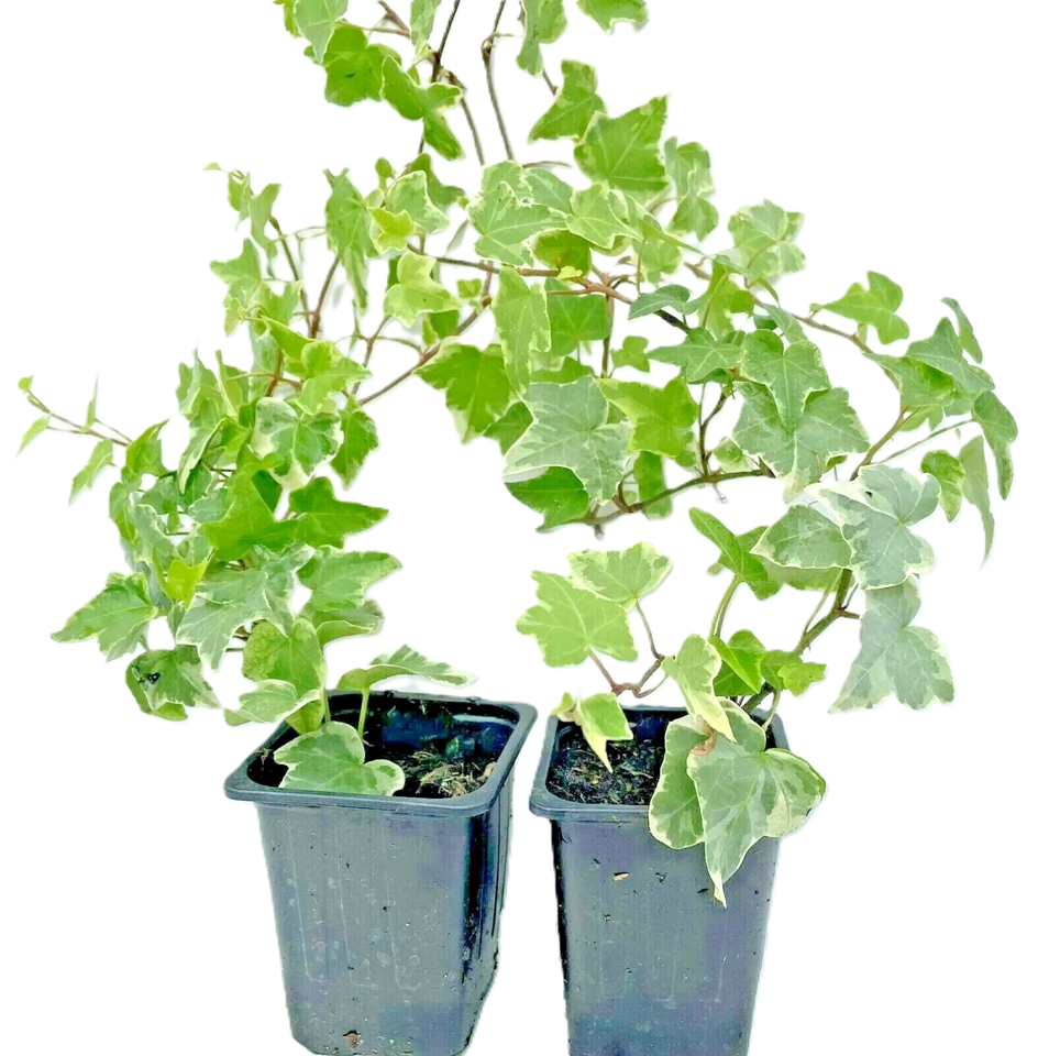 Pack of 2 White-edge Leaves Trailing Ivy Hedera Helix Plant in 7cm pot