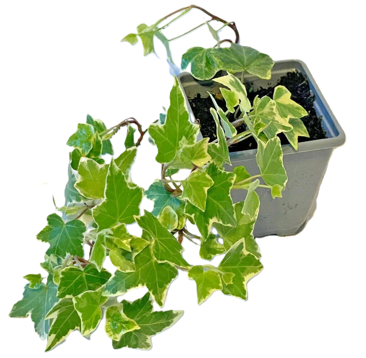 Pack of 2 White-edge Leaves Trailing Ivy Hedera Helix Plant in 7cm pot - Image 2