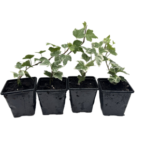 Pack of 4 Young White-edge Leaves Trailing Ivy Hedera Helix Plant in 7cm pot