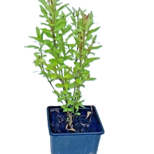 Pomegranate plant in 11cm pot, Punica Garnaut,