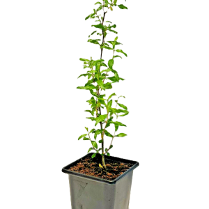 Pomegranate Plant (Punica granatum) 9 cm Pot | Outdoor Fruit Plant | UK