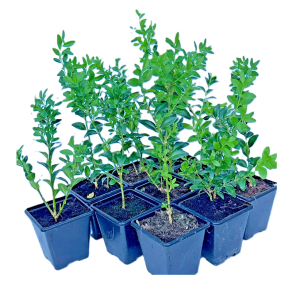 Pack of 10 Buxus Sempervirens Dense Evergreen Shrubs, box Hedging Plant in 7cm pot