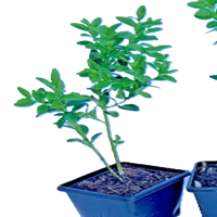 Buxus Sempervirens Dense Evergreen Shrubs, box Hedging Plant in 7cm pot