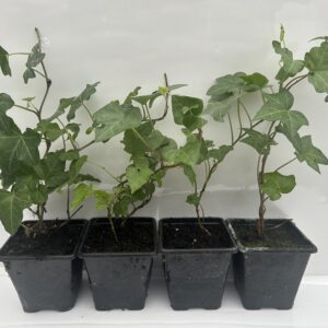 Ivy Green (Hedera helix) Pack of 4 plants 7 cm Pot
