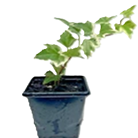 Young White-edge Leaves Trailing Ivy Hedera Helix Plant in 7cm pot
