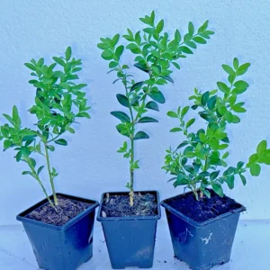 Buxus Sempervirens 7 cm Pots Pack of 3 | Evergreen Box Hedging Plants