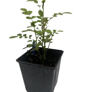 Classic Red Climbing Rose – Starter Plant (11cm Pot)