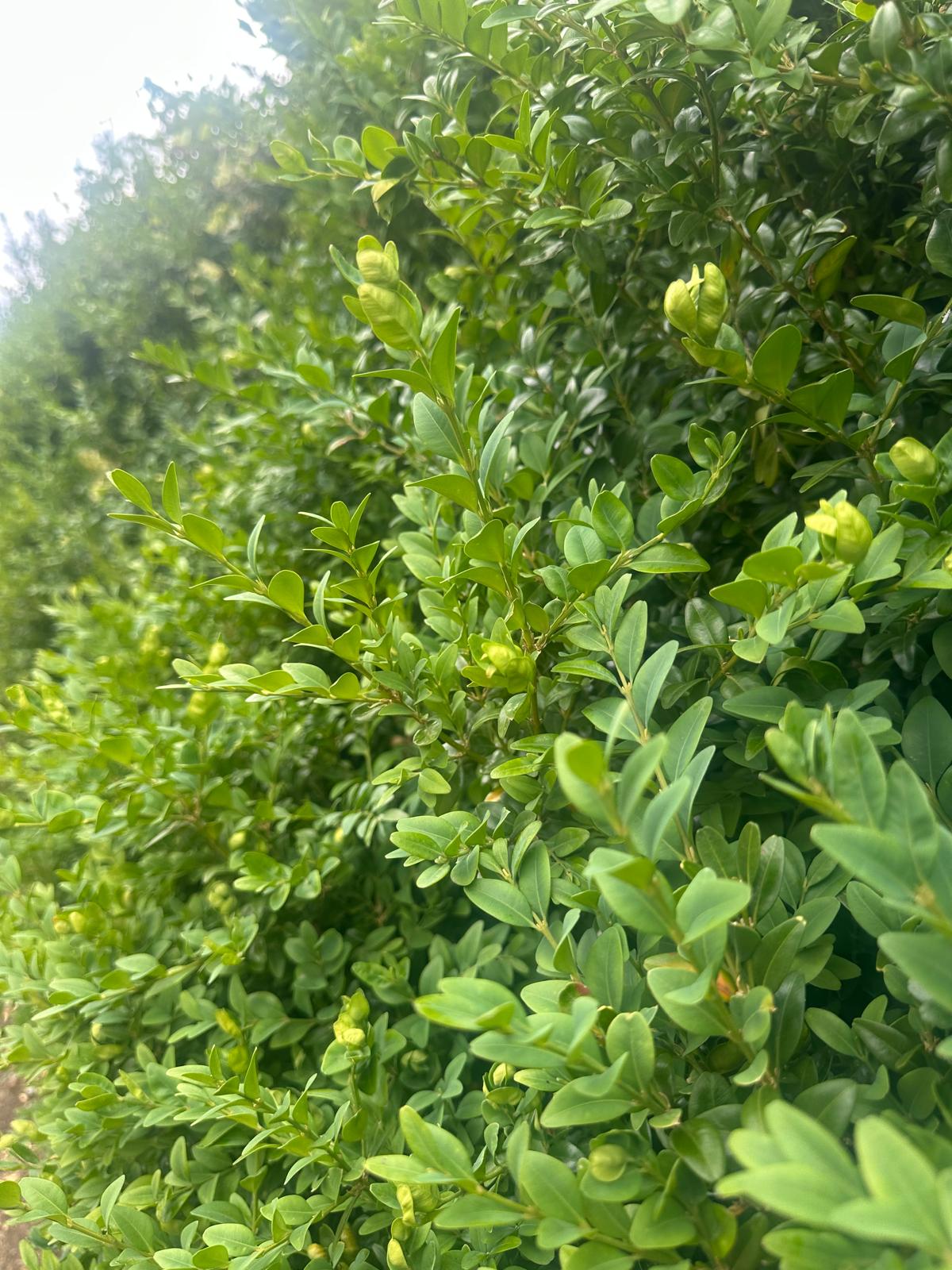 Buxus Sempervirens Pack of 12 | Evergreen Box Hedging Plants - Image 2