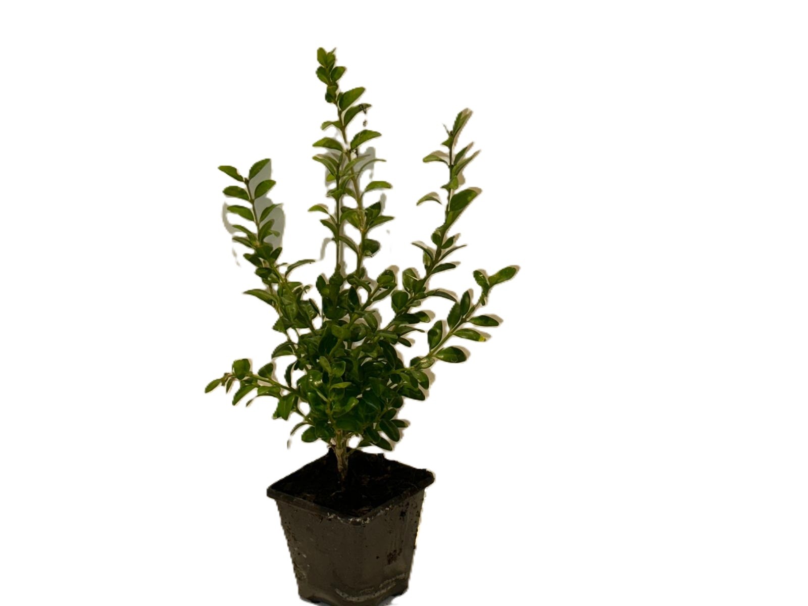 Buxus Sempervirens Pack of 12 | Evergreen Box Hedging Plants